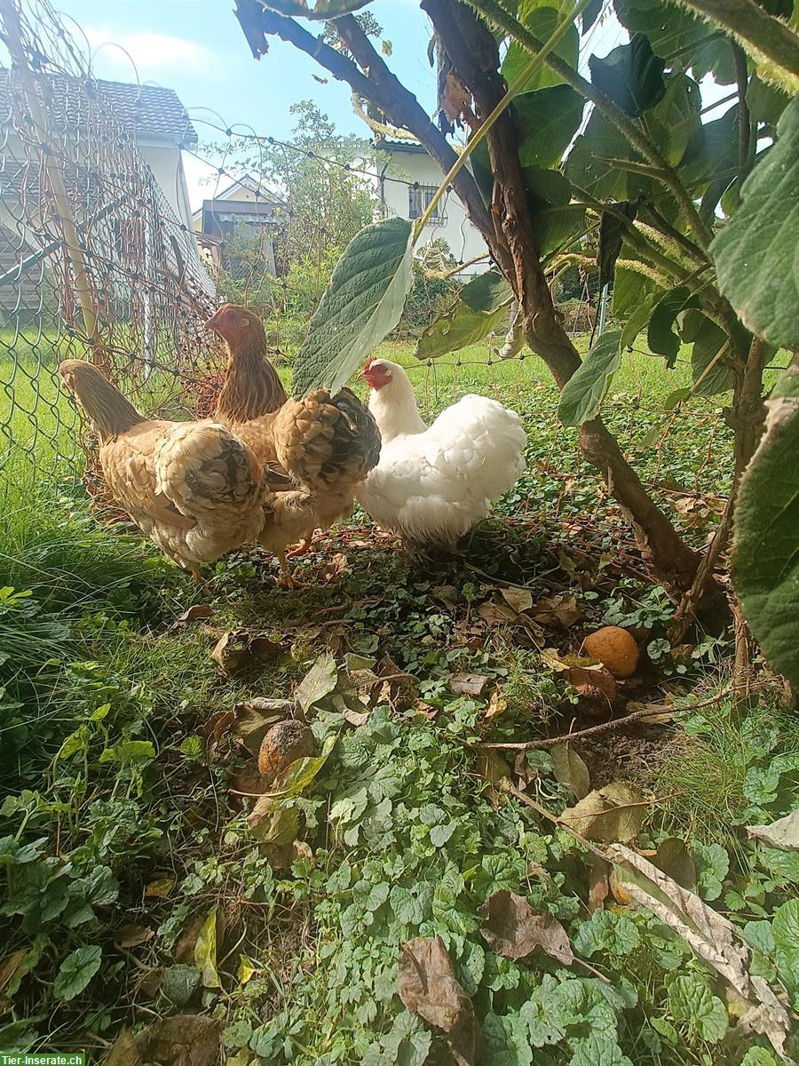 2 Zwerg Wyandotten + 2 Zwerg Cochin abzugeben
