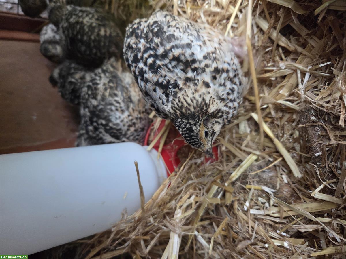 Bild 3: Junge Legewachteln zu verkaufen