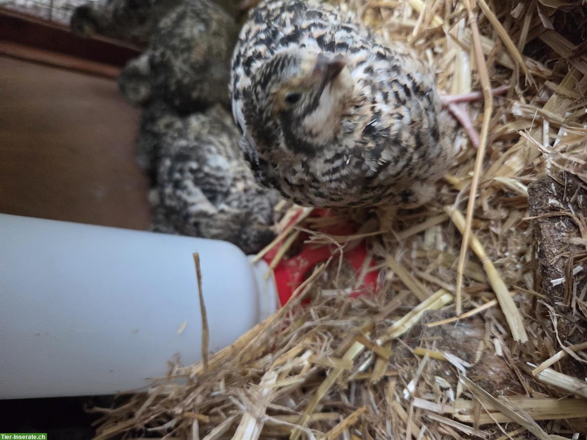 Bild 4: Junge Legewachteln zu verkaufen