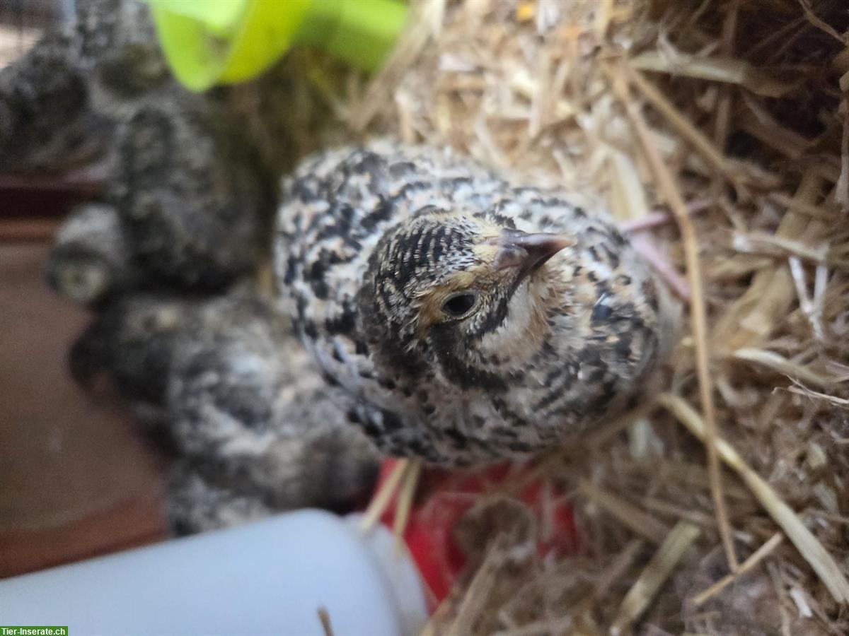 Bild 5: Junge Legewachteln zu verkaufen