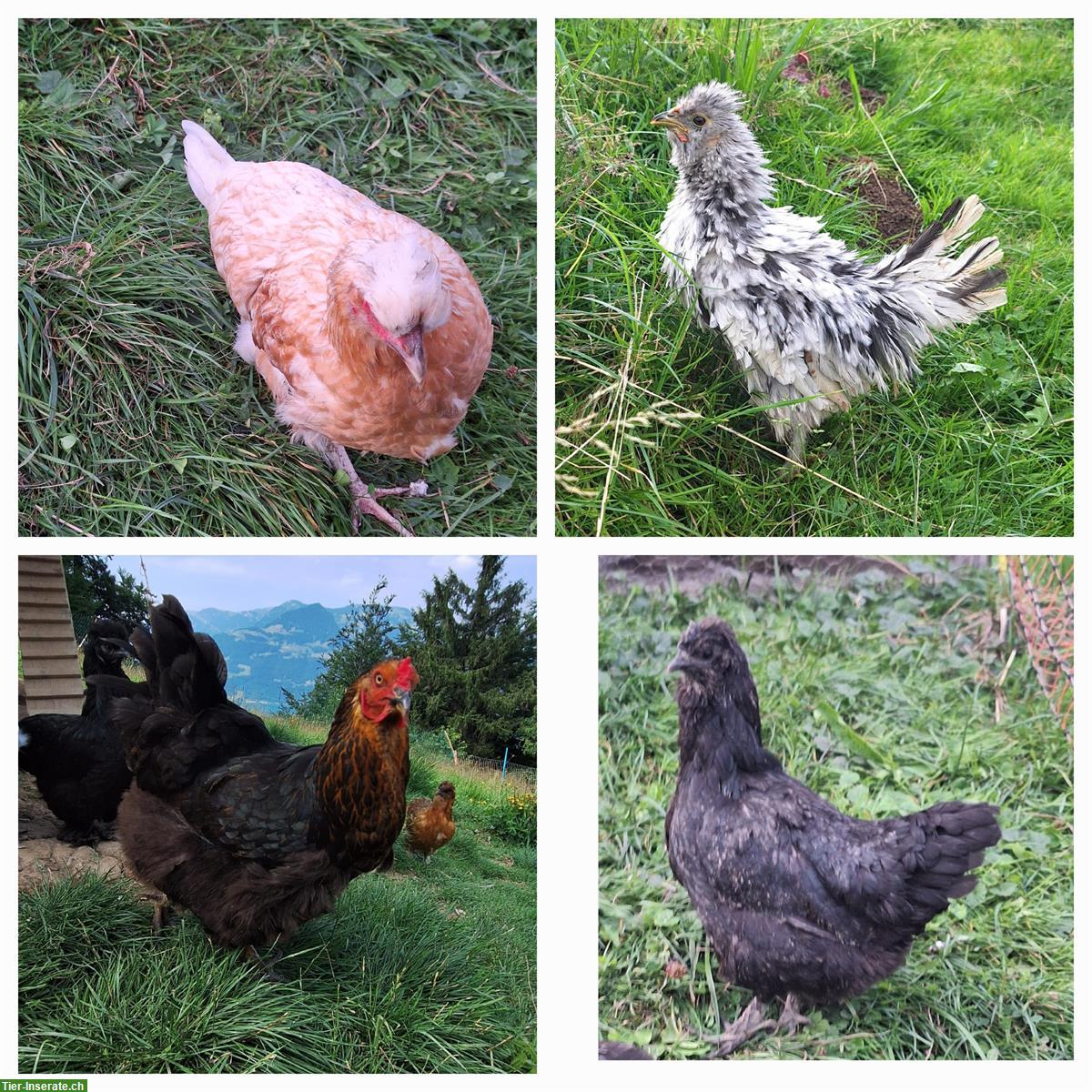 Diverse Hennen und Hähne abzugeben