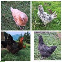 Diverse Hennen und Hähne abzugeben