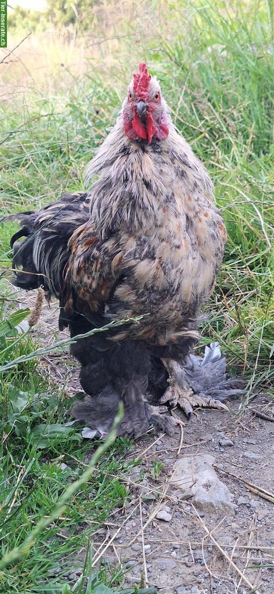 Bild 4: Diverse Hennen und Hähne abzugeben