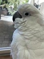 Handzahmer Weisshaubenkakadu, 3-jährig zu verkaufen