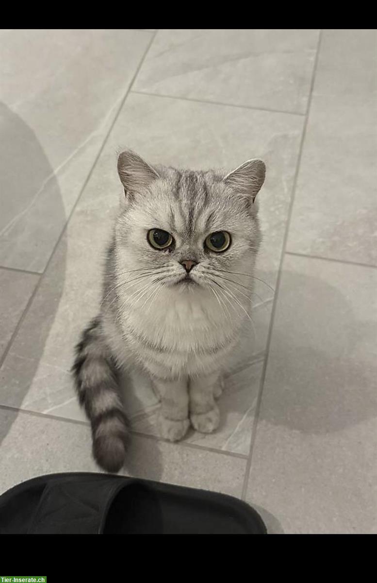 Peachy - eine 2-jährige BKH Katze