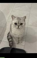 Peachy - eine 2-jährige BKH Katze