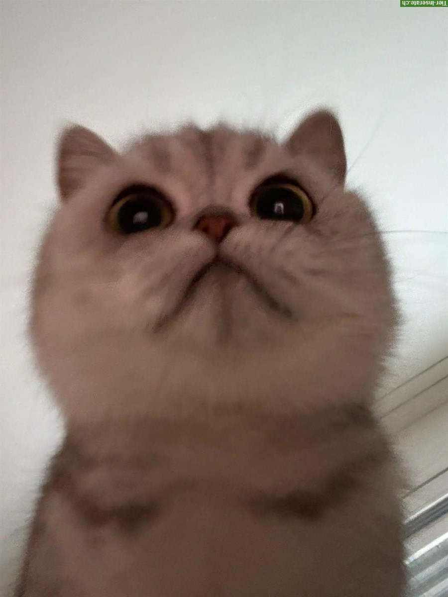 Bild 2: Peachy - eine 2-jährige BKH Katze