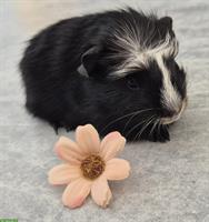 Meerschweinchen Weibchen einzel oder zusammen