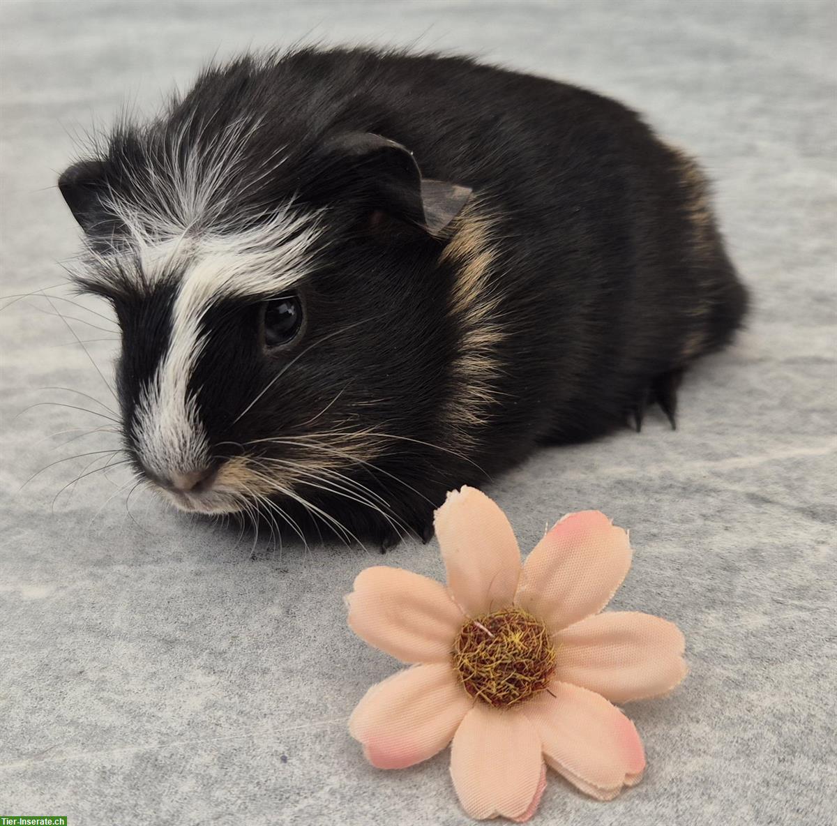 Bild 3: Meerschweinchen Weibchen einzel oder zusammen