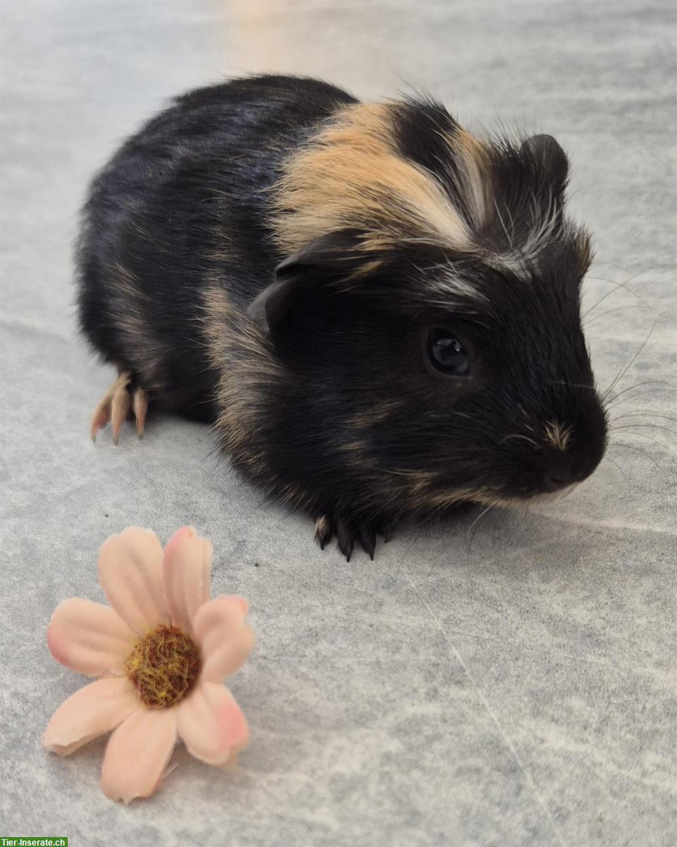 Bild 4: Meerschweinchen Weibchen einzel oder zusammen