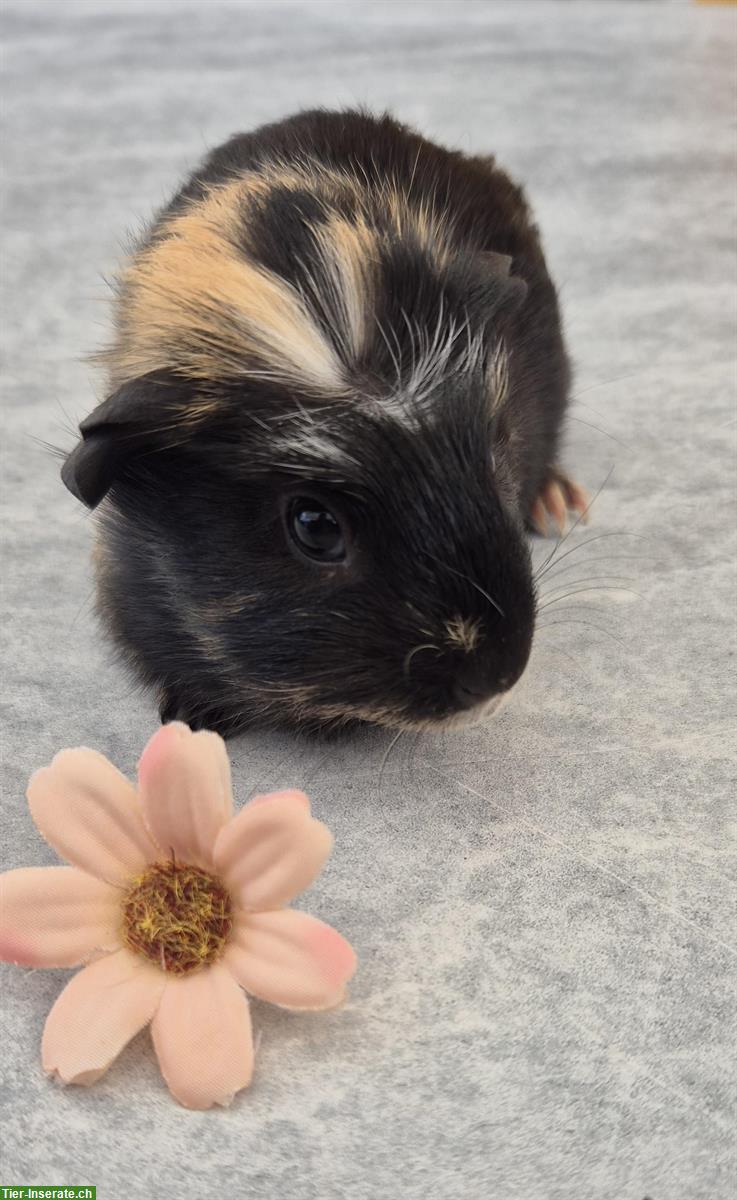 Bild 5: Meerschweinchen Weibchen einzel oder zusammen