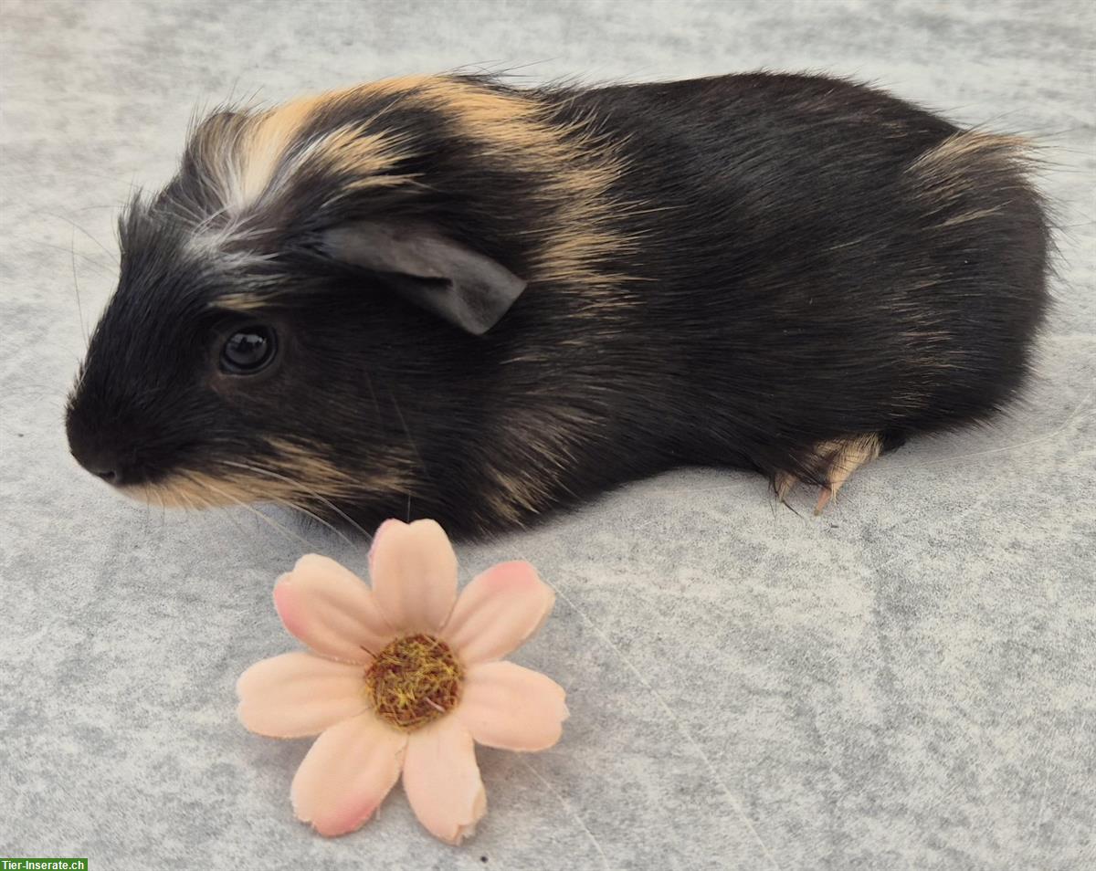 Bild 6: Meerschweinchen Weibchen einzel oder zusammen