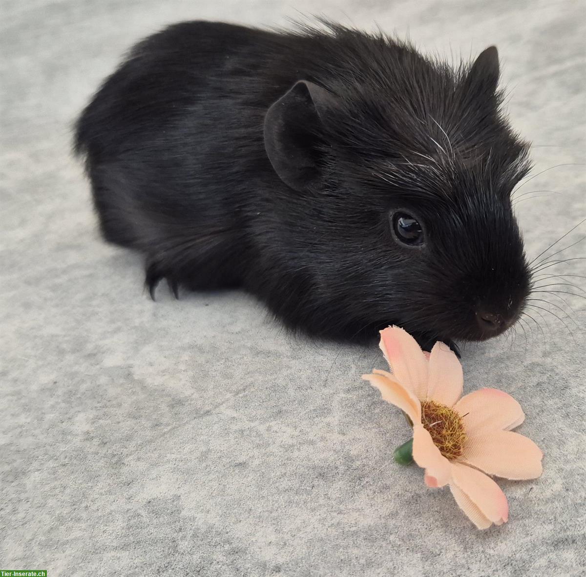 Bild 7: Meerschweinchen Weibchen einzel oder zusammen