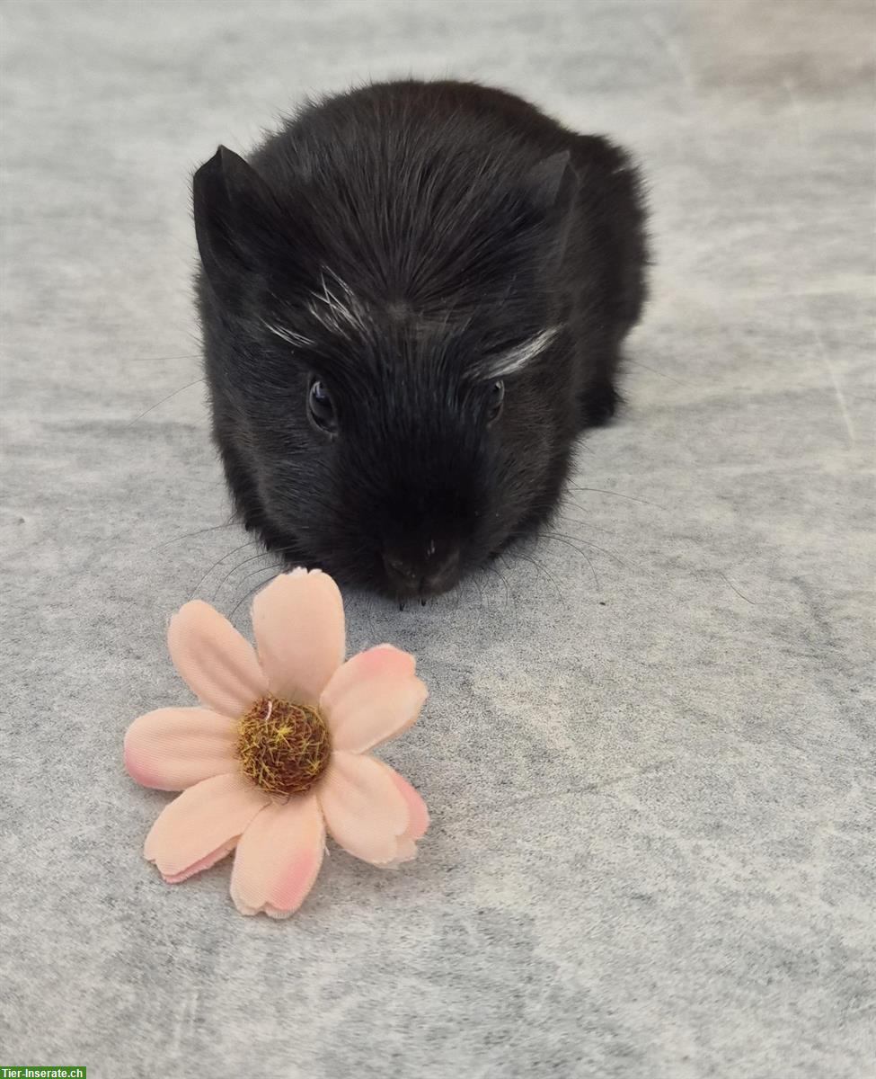 Bild 8: Meerschweinchen Weibchen einzel oder zusammen