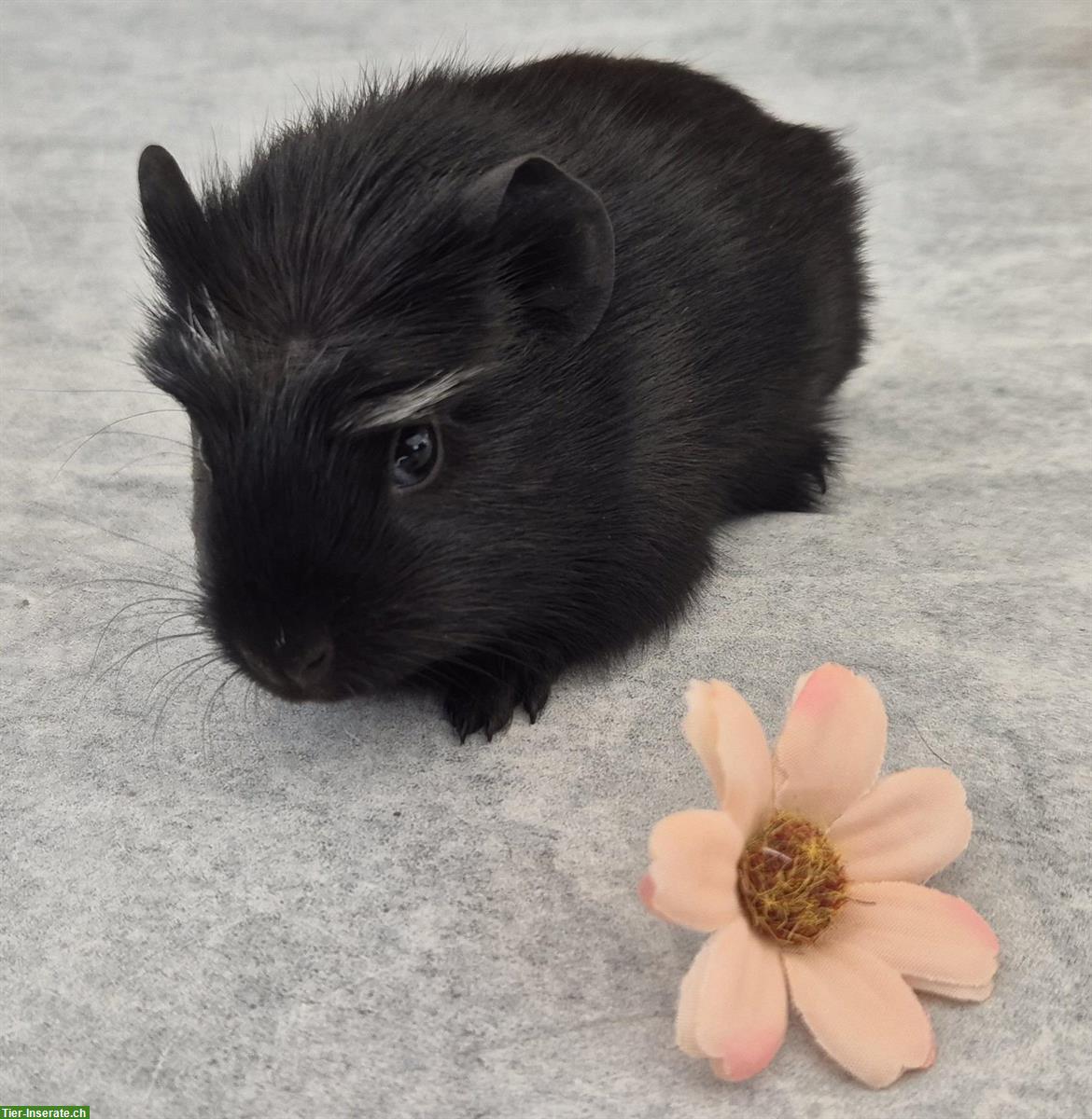 Bild 9: Meerschweinchen Weibchen einzel oder zusammen