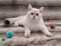 Reinrassige BKH Kitten mit Stammbaum | Abgabebereit