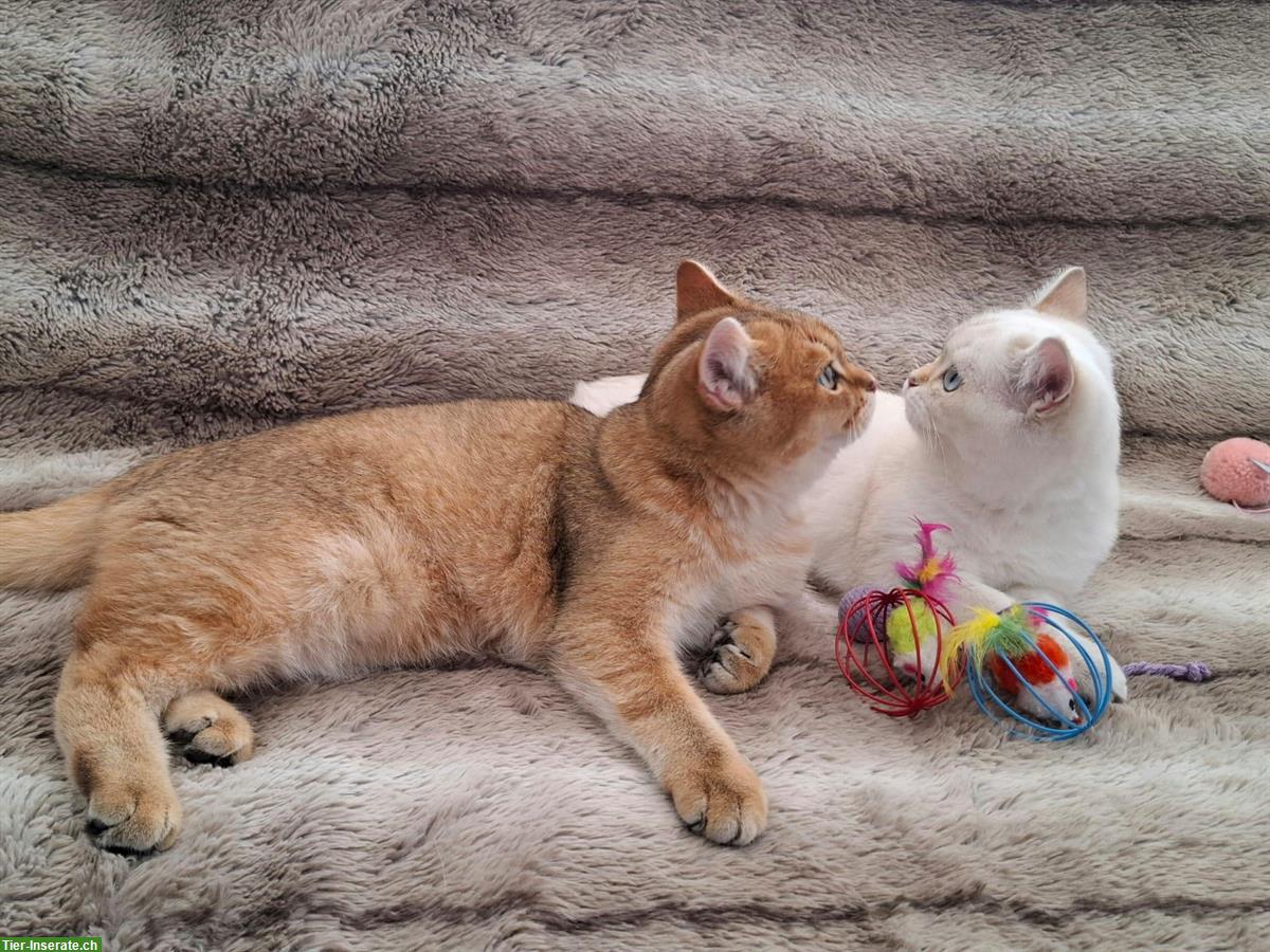 Bild 10: Reinrassige BKH Kitten mit Stammbaum | Abgabebereit
