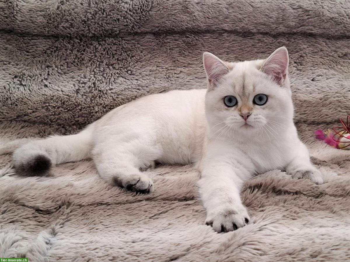 Bild 2: Reinrassige BKH Kitten mit Stammbaum | Abgabebereit