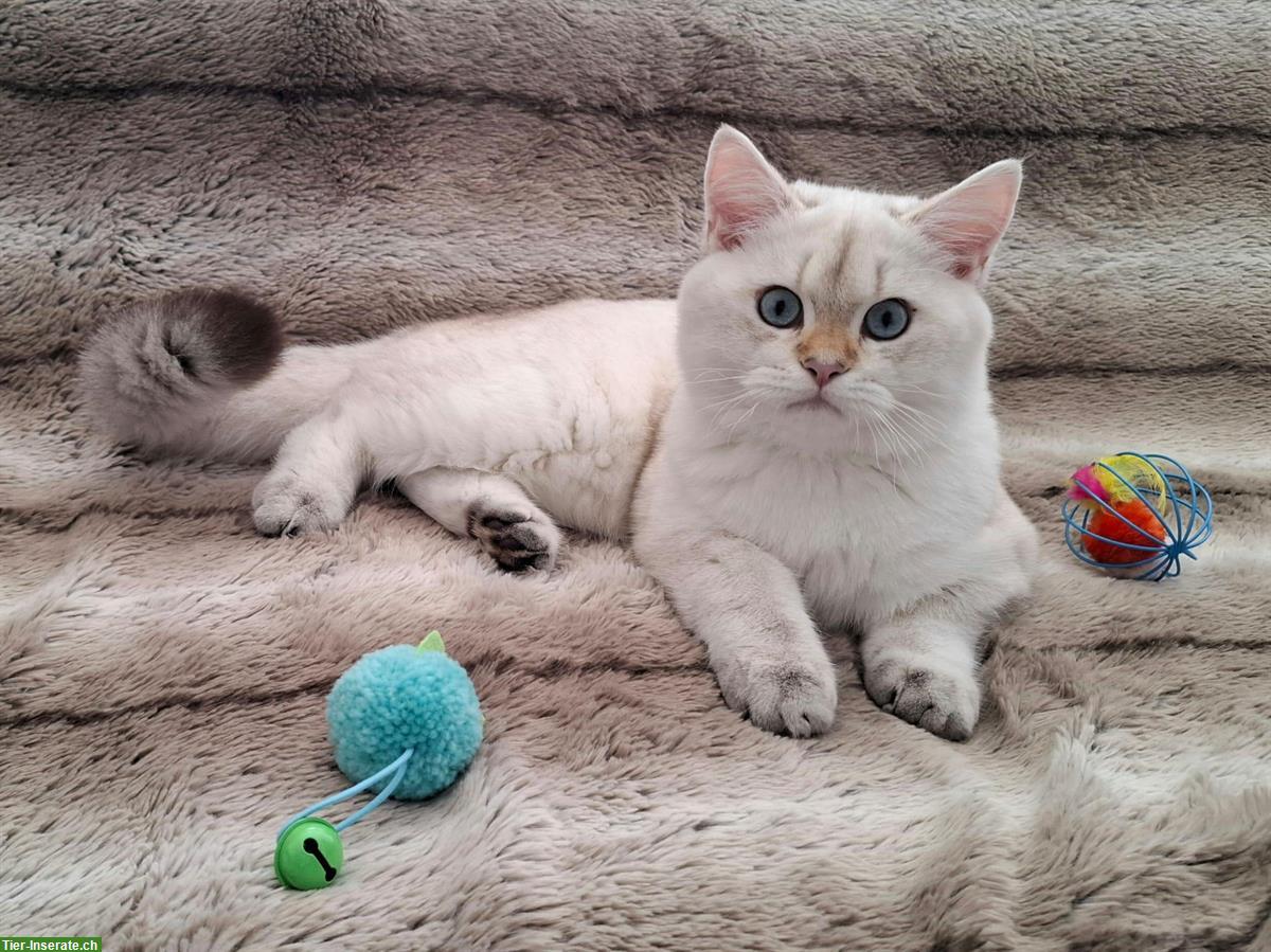 Bild 3: Reinrassige BKH Kitten mit Stammbaum | Abgabebereit