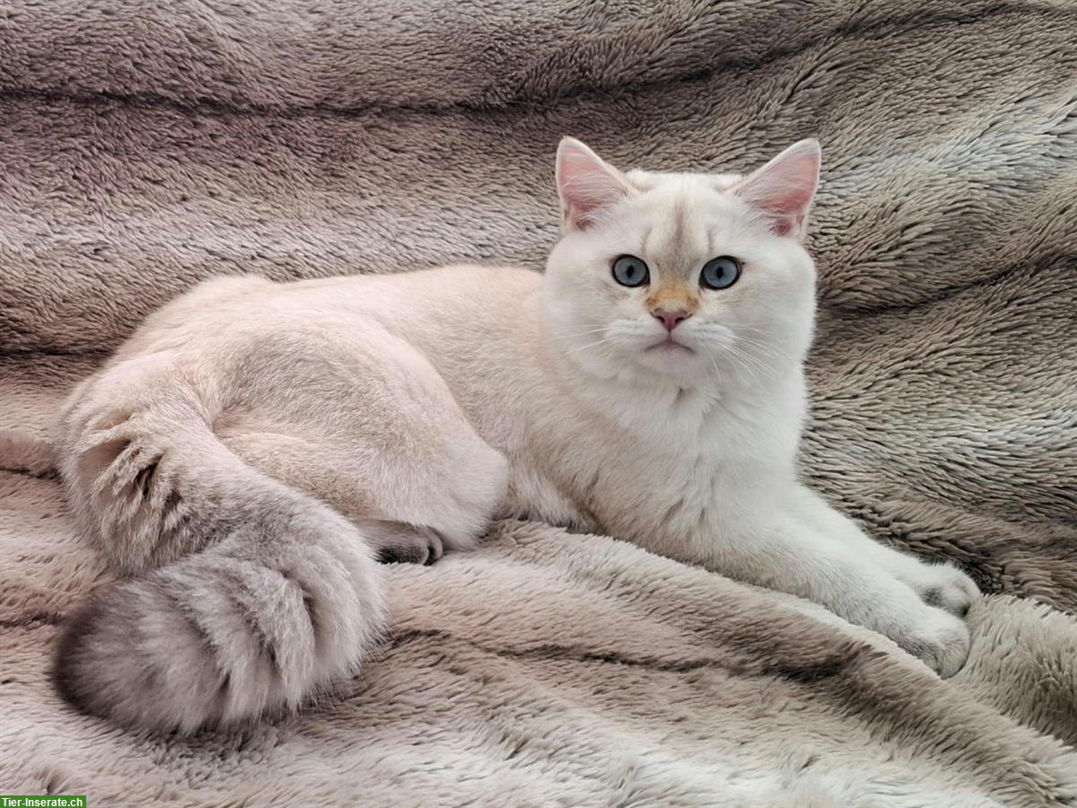 Bild 4: Reinrassige BKH Kitten mit Stammbaum | Abgabebereit