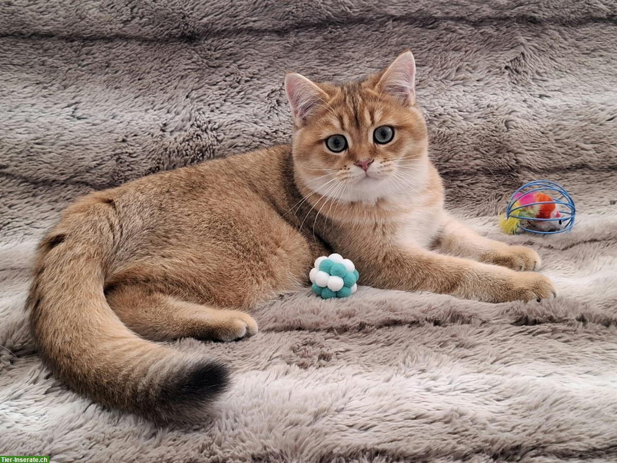 Bild 5: Reinrassige BKH Kitten mit Stammbaum | Abgabebereit
