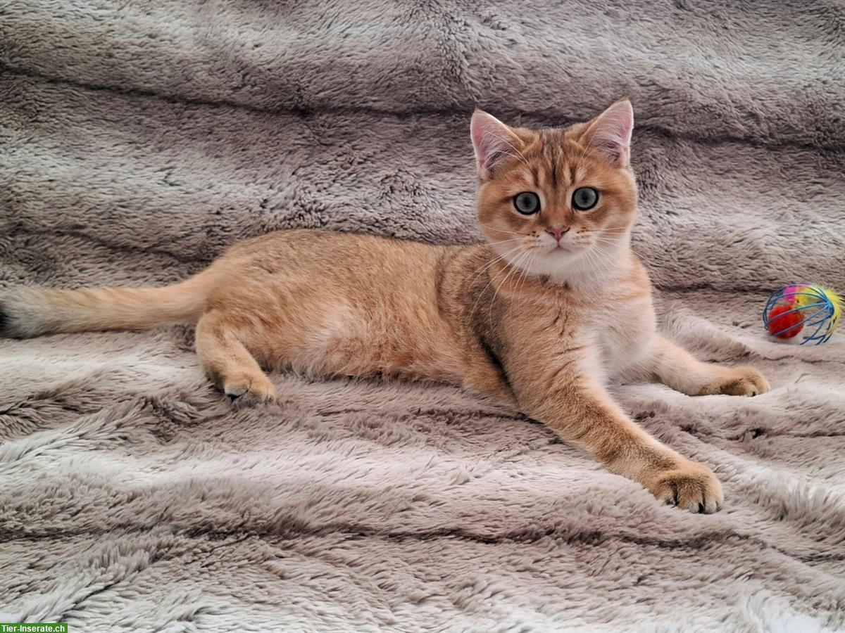 Bild 6: Reinrassige BKH Kitten mit Stammbaum | Abgabebereit