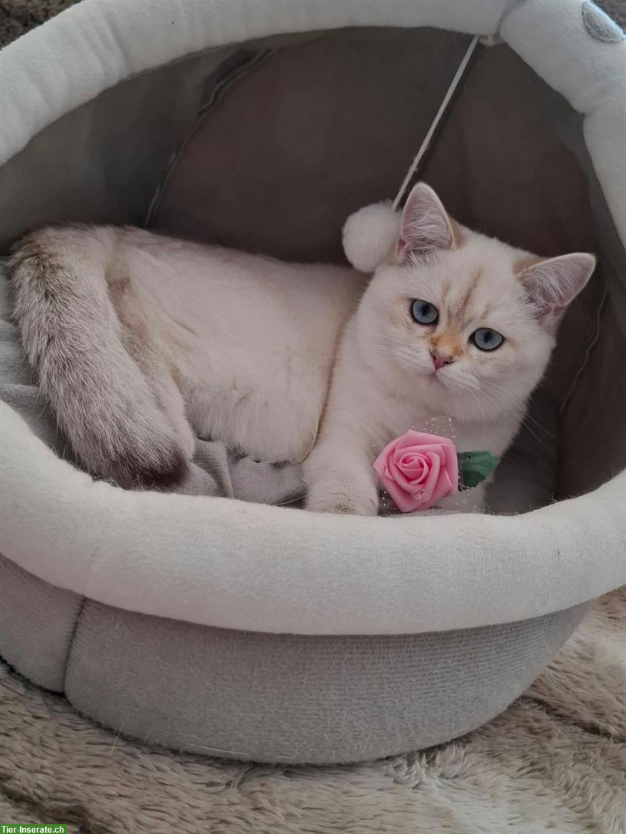 Bild 7: Reinrassige BKH Kitten mit Stammbaum | Abgabebereit