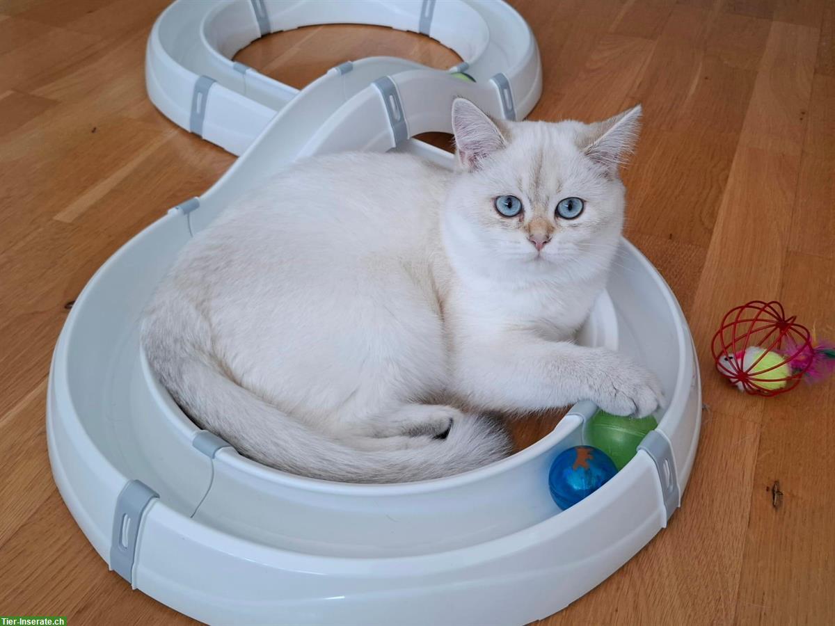 Bild 8: Reinrassige BKH Kitten mit Stammbaum | Abgabebereit