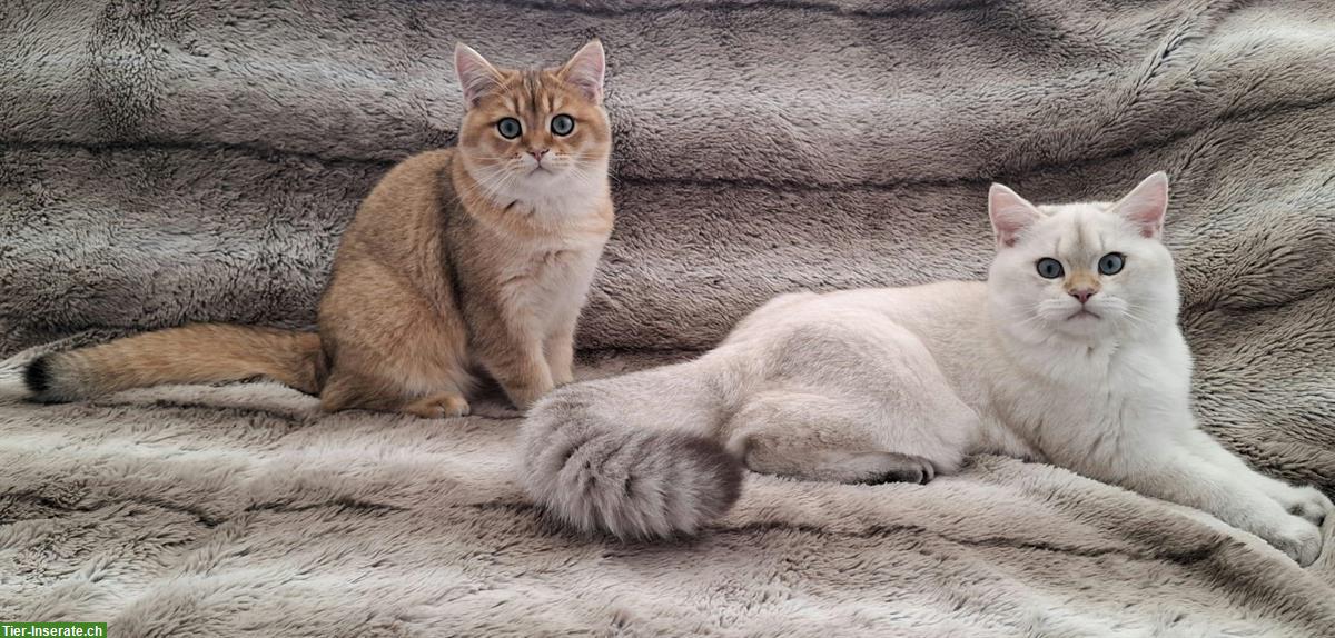 Bild 9: Reinrassige BKH Kitten mit Stammbaum | Abgabebereit