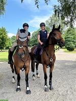 Reitbeteiligung gesucht für zwei Pferde in Säriswil