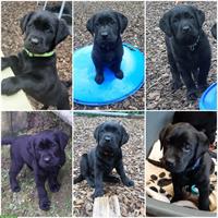 Schwarze Labrador Welpen, weiblich und männlich