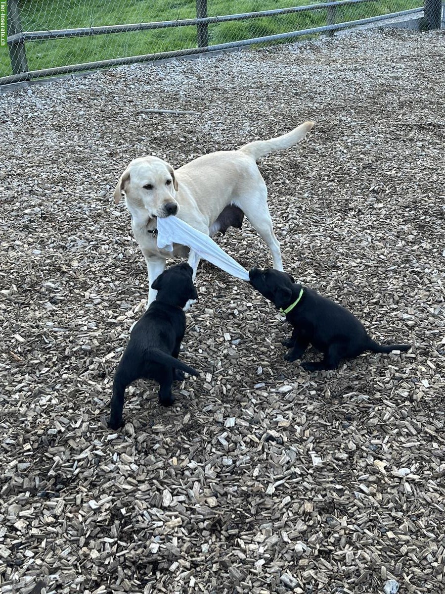 Bild 3: Schwarze Labrador Welpen, weiblich und männlich