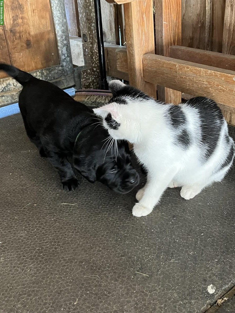 Bild 4: Schwarze Labrador Welpen, weiblich und männlich