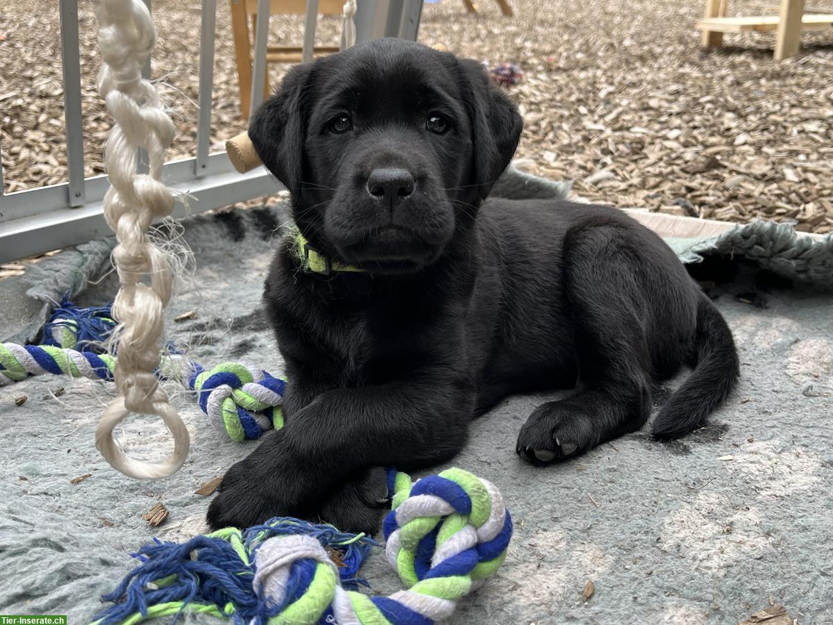 Bild 5: Schwarze Labrador Welpen, weiblich und männlich