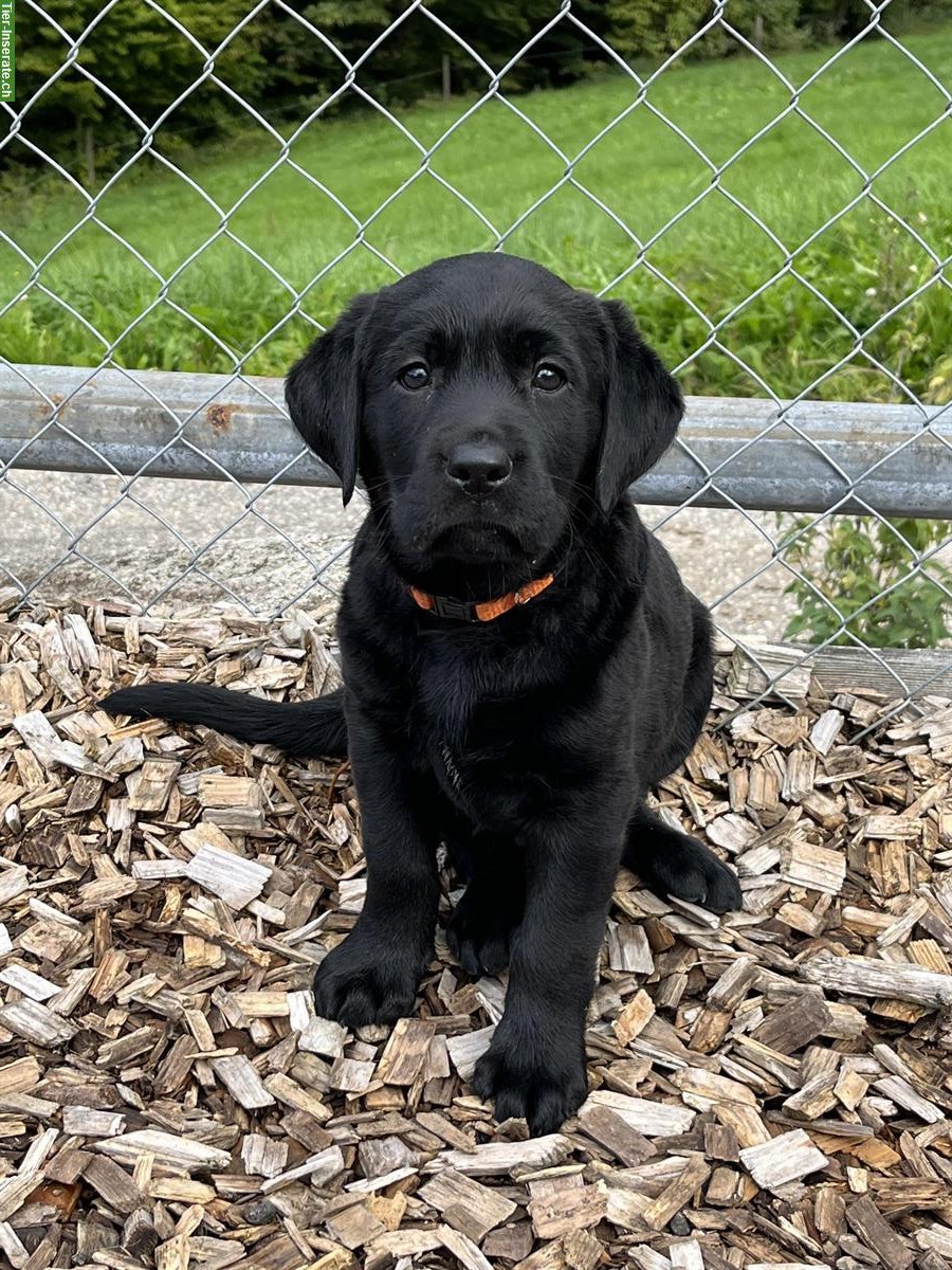 Bild 6: Schwarze Labrador Welpen, weiblich und männlich