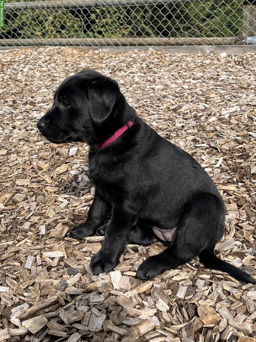 Bild 7: Schwarze Labrador Welpen, weiblich und männlich