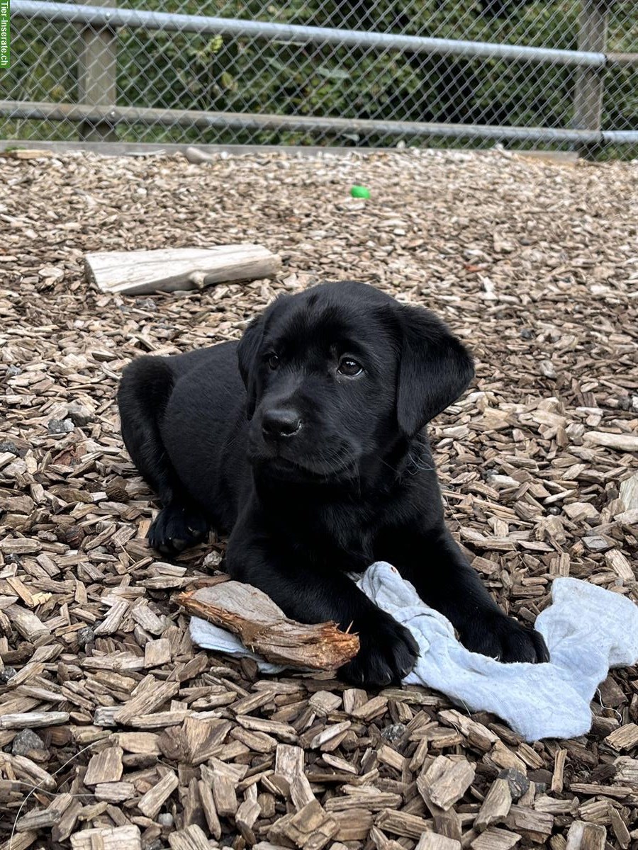 Bild 8: Schwarze Labrador Welpen, weiblich und männlich