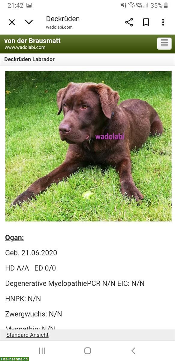 Bild 9: Schwarze Labrador Welpen, weiblich und männlich