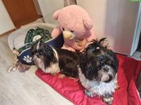 Shih-Tzu-Paar sucht gemeinsames Zuhause