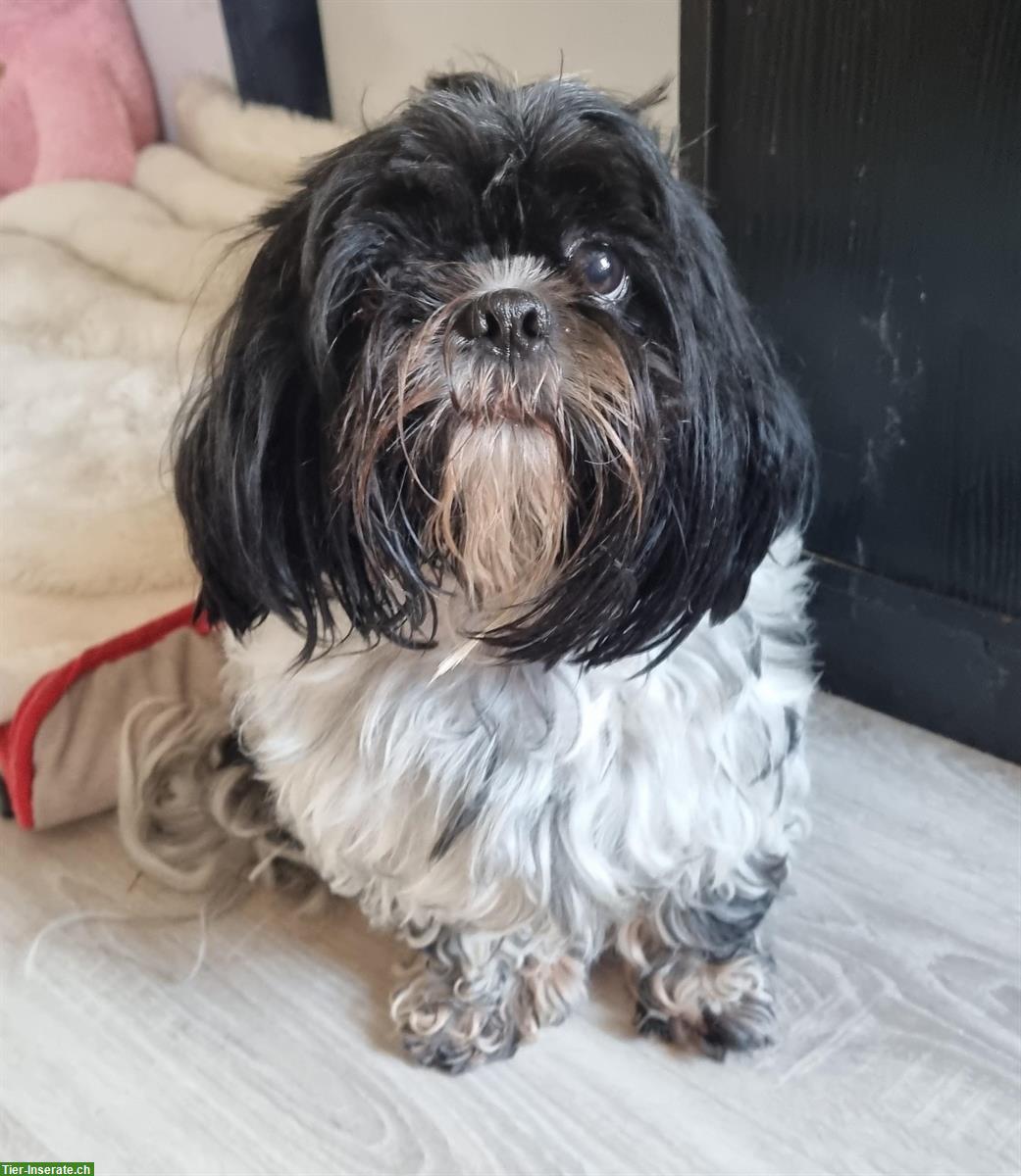 Bild 2: Shih-Tzu-Paar sucht gemeinsames Zuhause