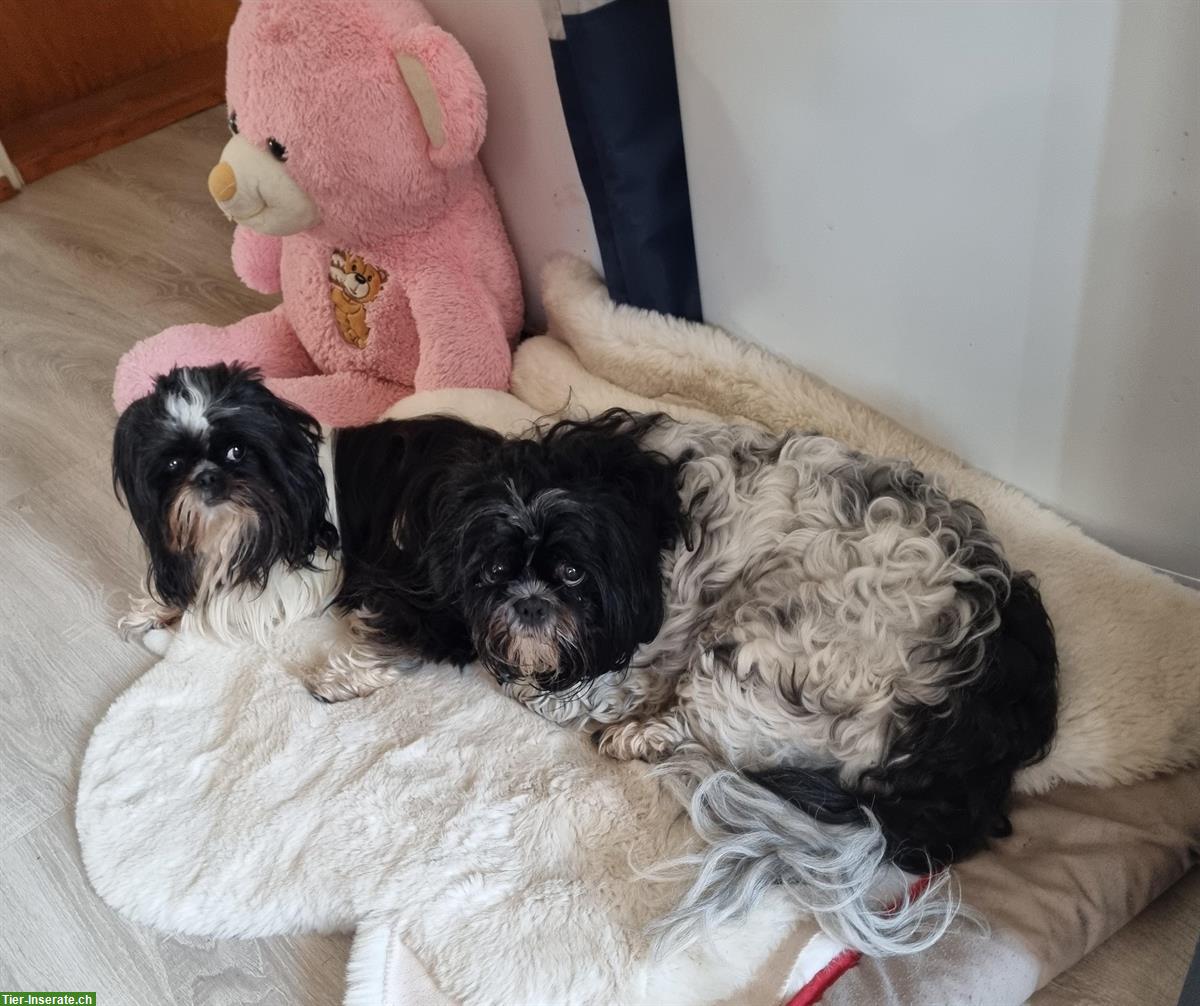 Bild 3: Shih-Tzu-Paar sucht gemeinsames Zuhause