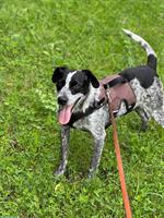 Jagdhund-Mischling sucht hundeerfahrenes Zuhause