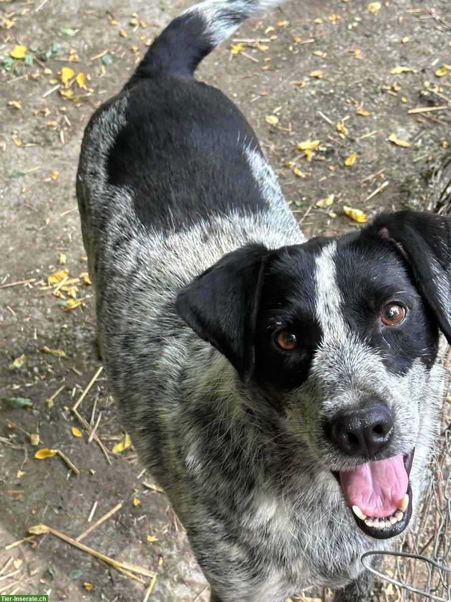Bild 3: Jagdhund-Mischling sucht hundeerfahrenes Zuhause