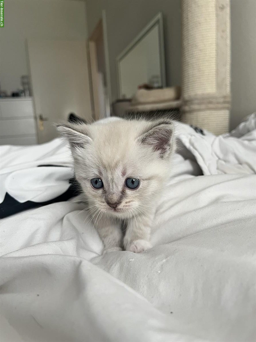 Ragdoll x BKH Mix Kitten suchen ihr für immer Zuhause