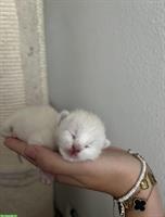 Ragdoll x BKH Mix Kitten suchen ihr für immer Zuhause