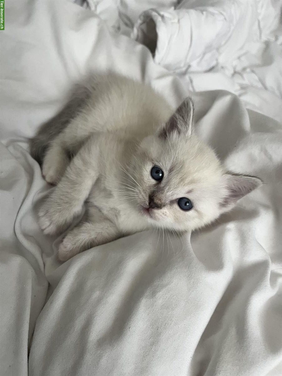 Bild 2: Ragdoll x BKH Mix Kitten suchen ihr für immer Zuhause