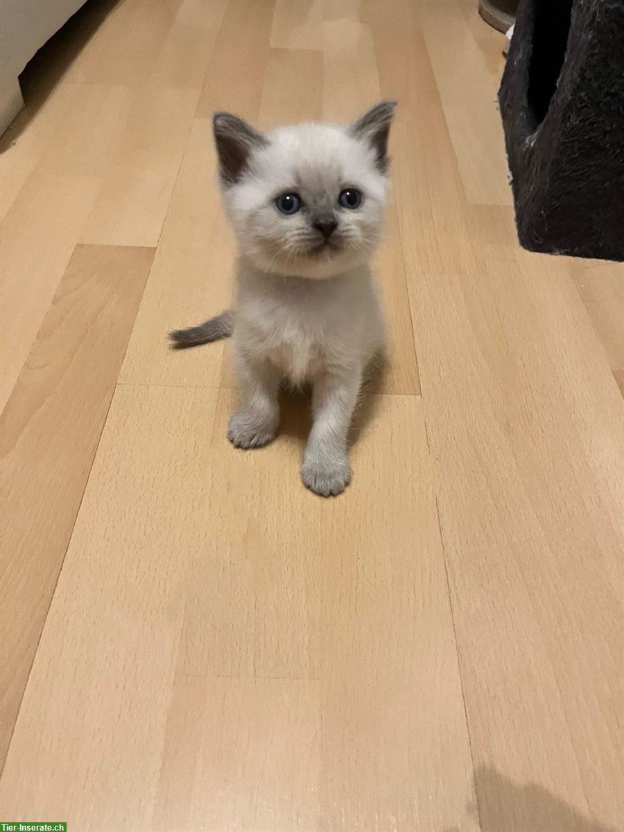 Bild 3: Ragdoll x BKH Mix Kitten suchen ihr für immer Zuhause