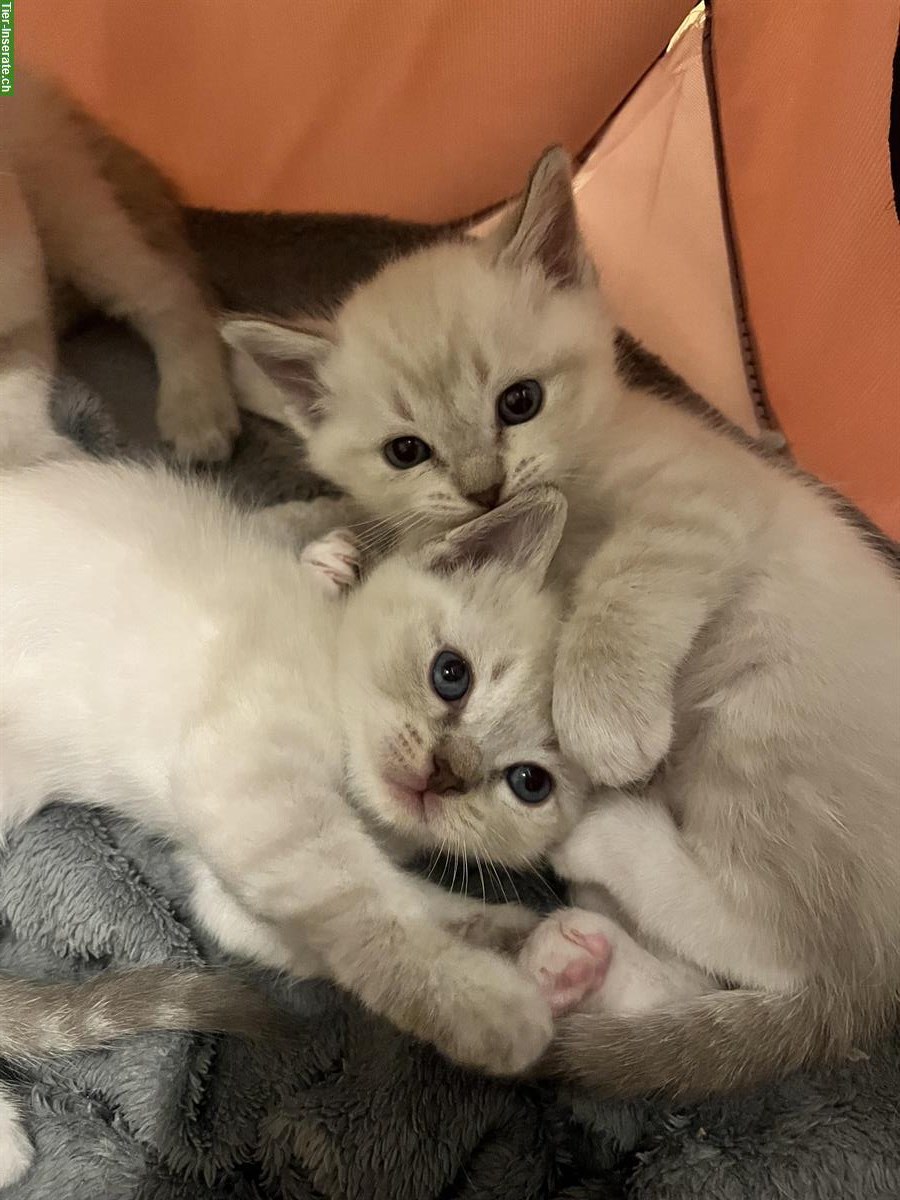 Bild 4: Ragdoll x BKH Mix Kitten suchen ihr für immer Zuhause