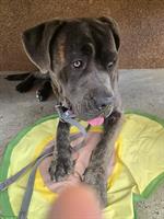 Cane Corso Rüde sucht liebes Zuhause