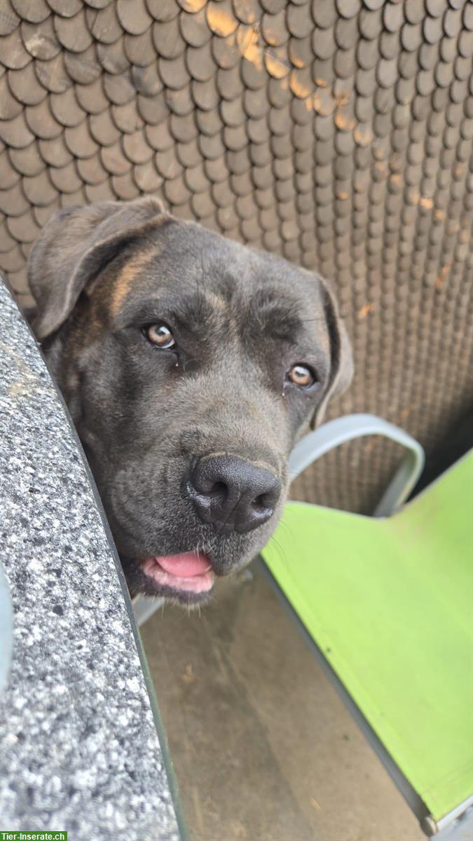 Bild 2: Cane Corso Rüde sucht liebes Zuhause